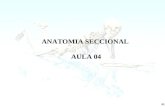 ANATOMIA SECCIONAL (AULA 4).