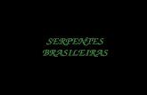 SERPENTES BRASILEIRAS 2