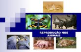 Reprodução dos animais (alterada)