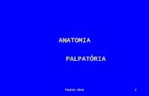 ANATOMIA PALPATÓRIA II SEM.