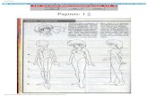 Curso de Desenho Manga Como Desenhar Gatinhas