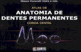 Anatomia de Dentes Permanentes