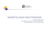 Morfologia Bacteriana .PDF.