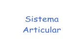 Sistema Articular
