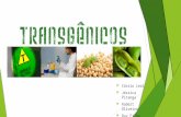 Apresentação sobre Transgênicos (UFBA)