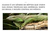 vida e habitat da  iguana
