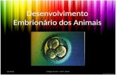 Desenvolvimento embrionário dos animais 2