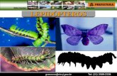 Lepidópteros (lagartas)