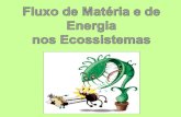 Fluxo de matéria e de energia nos ecossistemas