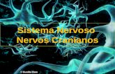 Sistema Nervos CRANIANOS Esse
