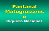 PANTANAL - MATO GROSSO BRASIL