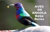 Aves de angola  - beija flor