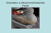 Gravidez E Desenvolvimento Fetal