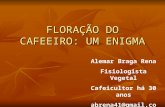 Palestra: Floração do Cafeeiro – Grande Problema, Difícil Solução - Alemar Braga Rena