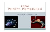 Reino Protista Protozoarios