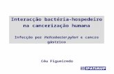 Interacção bactéria-hospedeiro na cancerização humana Infecção por Helicobacter pylori e cancro gástrico Céu Figueiredo.