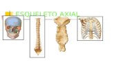 3 - Esqueleto Axial