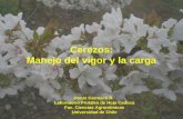 Cerezos: Manejo del vigor y la carga Oscar Carrasco R. Laboratorio Frutales de Hoja Caduca Fac. Ciencias Agronómicas Universidad de Chile.