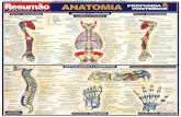Anatomia Humana - Imagens Explicativas - Resumo - Maria Ignez t. Franca - Banner[1]