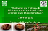 Testagem da Cultura do Rícino a Nível Nacional como Produto para Biocombustível Cândido João Caracteristicas Gerais do Rícino Caracteristicas Gerais do.
