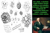Em 1665, o cientista inglês Robert Hooke publicou um trabalho intitulado Micrografia. Contendo 37 ilustrações feitas em cobre, o trabalho relatava, entre.