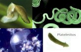 Platelmitos. Platelmintos Vermes de corpo achatado; Plati = chato helminto = verme Simetria bilateral; Princípio de cefalização; Excreção especializada.