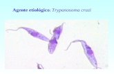Agente etiológico : Trypanosoma cruzi. Vetor ou transmissor: Barbeiro (Triatoma sp.) HI.