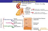 Glândulas Supra-Renais Aldosterona Cortisol Androgênios Peso= 5 a 8g (80%) (20%) Córtex Adrenal 15% 75% 10% adrenalina noradrenalina Está sob o controle.