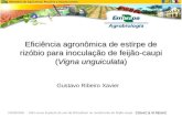 Eficiência agronômica de estirpe de rizóbio para inoculação de feijão-caupi (Vigna unguiculata) Gustavo Ribeiro Xavier CONAC & VI RENAC 23/06/2006 - Mini-curso.