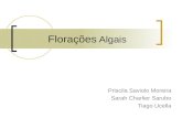 Florações Algais Priscila Saviolo Moreira Sarah Charlier Sarubo Tiago Ucella.