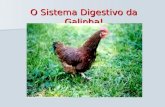 O Sistema Digestivo da Galinha!. A alimentação da galinha é constituída por grãos ou sementes. A galinha é uma ave granívora como: O Pombo A Caturra O.
