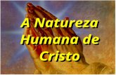 A Natureza Humana de Cristo. Tanto nós como Jesus somos descendentes de Adão? Hebreus 2:11 Pergunta 01.