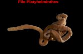Filo Platyhelminthes. Vem do grego: Platys=chato e helmins=verme, vermes de corpo achatado.