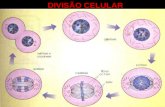 DIVISÃO CELULAR. Como unidade estrutural e funcional dos seres vivos, a célula também passa por um ciclo vital. Ele é composto por quatro etapas básicas: