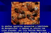 1 As abelhas operárias apresentam a habilidade de desopercular e remover as células com crías atacadas por Cria Pútrida Americana ( Paenibacilus larvae)