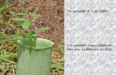 Um amieiro negro plantado este ano na Ribeira do Tojo Na jornada de 3 de Julho...