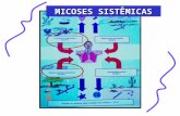 MICOSES SISTÊMICAS. Doença Microscopia do Espécime Clínico MacroscopiaMicromorfologia Paracoccidioido- micose Célula leveduriforme em "roda de leme" Paracoccidioides.