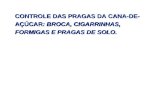 CONTROLE DAS PRAGAS DA CANA-DE- AÇÚCAR: BROCA, CIGARRINHAS, FORMIGAS E PRAGAS DE SOLO.