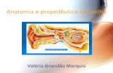 Anatomia e propedêutica da orelha Valéria Brandão Marquis.