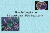 Morfologia e Estrutura Bacteriana. Bactérias São seres vivos microscópicos que ocupam os mais diversos ambientes e ainda, podem apresentar formas distintas,
