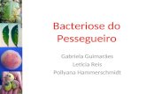 Bacteriose do Pessegueiro Gabriela Guimarães Letícia Reis Pollyana Hammerschmidt.