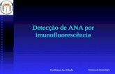 Técnicas de Imunologia Prof.Doutor José Cabeda Detecção de ANA por imunofluorescência.