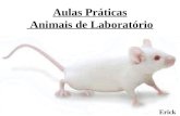 Aulas Práticas Animais de Laboratório Erick. Conduta em Laboratório Jaleco e Luvas Sons e Odores Objetivos das práticas?