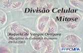 Divisão Celular Mitose Rafaela de Vargas Ortigara Disciplina de Genética Humana 09/12/2003.