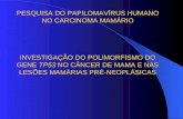 PESQUISA DO PAPILOMAVÍRUS HUMANO NO CARCINOMA MAMÁRIO INVESTIGAÇÃO DO POLIMORFISMO DO GENE TP53 NO CÂNCER DE MAMA E NAS LESÕES MAMÁRIAS PRÉ-NEOPLÁSICAS.