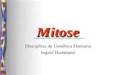 Mitose Disciplina de Genética Humana Ingrid Hartmann.