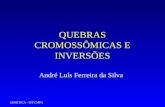 GENÉTICA - FFFCMPA QUEBRAS CROMOSSÔMICAS E INVERSÕES André Luís Ferreira da Silva.