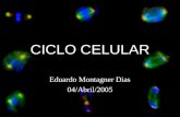 CICLO CELULAR Eduardo Montagner Dias 04/Abril/2005.