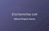 Escherichia coli Márcia Regina Garcia. 1971: queijos importados foram comercializados em 14 estados americanos 400 casos de gastroenterites.