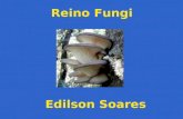 Reino Fungi Edilson Soares Unicelulares ou Pluricelulares Eucariontes e aclorofilados Heterótrofos (parasitas ou decompositores) Parede celular.